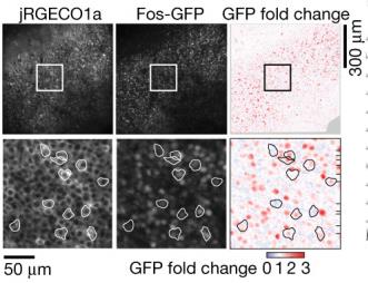 Imaging Fos induction and calcium transients.jpg